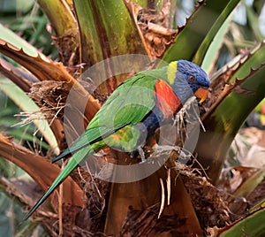 Rainbow lorikeet Trichoglossus moluccanus, sitting in a palm tree
